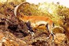 Walia ibex (Capra walie)