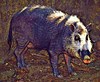 Palawan bearded pig (Sus ahoenobarbus)