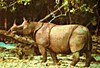 Javan rhinoceros (Rhinoceros sondaicus)
