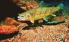 Gila trout (Oncorhynchus gilae)