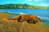 Komodo dragon (Varanus komodoensis)