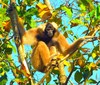 Pileated gibbon (Hylobates pileatus)