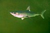 Porbeagle shark (Lamna nasus)