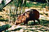 Pygmy hog (Porcula salvania)