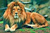 Lion (Panthera leo)