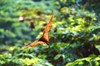 Golden-capped fruit bat (Acerodon jubatus)