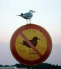 Gull not allowed!