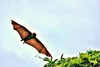 Ryukyu flying fox (Pteropus dasymallus)