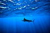 Blue marlin (Makaira nigricans)