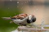headbanging sparrow