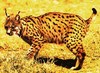 Spanish lynx (Felis pardina)