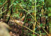 Ogilby's duiker (Cephalophus ogilbyi)
