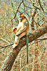Golden snub-nosed monkey (Rhinopithecus roxellana)