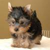 Oustanding Female Yorkie Puppy