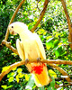 Philippine cockatoo (Cacatua haematuropygia)