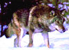 Grey wolf (Canis lupus)