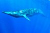 Bryde's whale (Balaenoptera edeni)