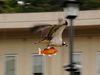 A fish's free flight with an osprey!