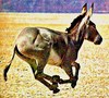 African wild ass (Equus africanus)