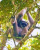 Moloch gibbon (Hylobates moloch)