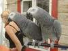 Two Talking African Grey Parrots