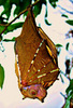 Philippine Tube-nosed Fruit Bat (Nyctimene rabori)