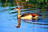 Egyptian goose (Alopochen aegyptiacus)