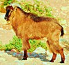 Arabian tahr (Arabitragus jayakari)