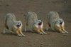 Synchronized Yawning Foxes