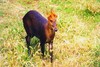 Black muntjac (Muntiacus crinifrons)