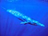Sei whale (Balaenoptera borealis)