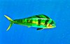 Pompano dolphinfish (Coryphaena equiselis)