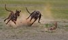 The Hare And The Greyhound: Who Will Win the Race?