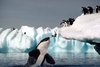 Wrong choice for Adelie Penguin, Nice catch for Orca