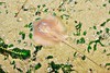 Dwarf whipray (Himantura walga)