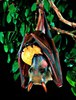 Hammer-headed bat (Hypsignathus monstrosus)
