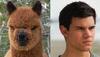 Celebrity Animal Look Alike - Llama vs.  Taylor Lautner