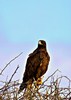 Galápagos hawk (Buteo galapagoensis)