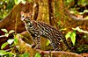 Ocelot (Felis pardalis)