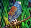 Tooth-billed pigeon (Didunculus strigirostris)
