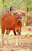 Banteng