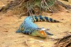 Siamese crocodile (Crocodylus siamensis)