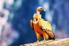 Griffon vulture