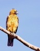 Little eagle (Hieraaetus morphnoides)