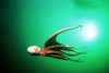 Pacific giant octopus (Octopus dofleini)