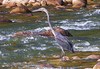 White-bellied heron (Ardea insignis)