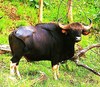 Gaur