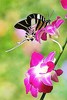 Sulawesi swordtail butterfly (Graphium androcles)