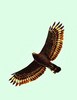 Philippine serpent eagle (Spilornis holospilus)