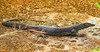 Mangrove monitor (Varanus indicus)